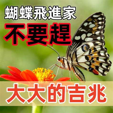 家裡有蝴蝶|家裡進蝴蝶有什麼預兆 代表是吉還會凶